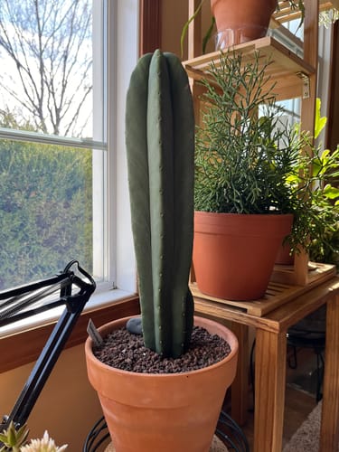 Customer photo review of Scopulicola | Trichocereus (Echinopsis) Scopulicola