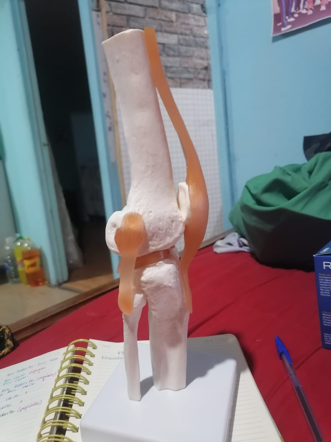Customer photo review of Articulación de Rodilla