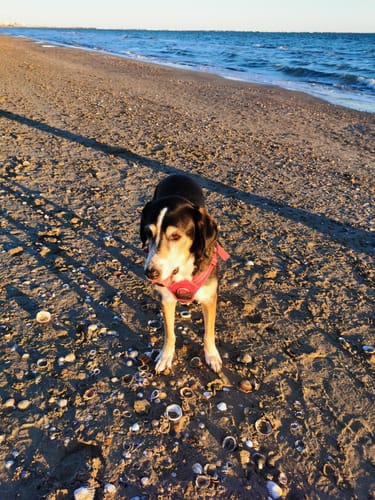 Customer photo review of Baume "Le Miraculeux" pour chiens 100% naturel