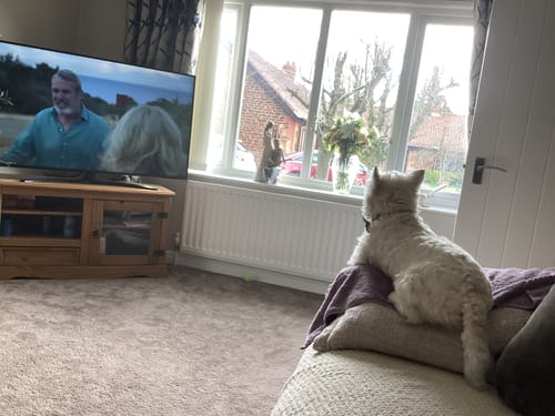 Customer photo review of Tough Trails™ Harness - 100 Aker Wood