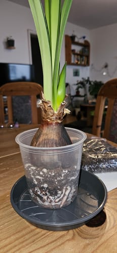 Customer photo review of Muddis Erde Probiertüte