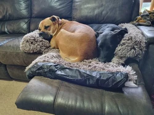 Customer photo review of Couch Pillow