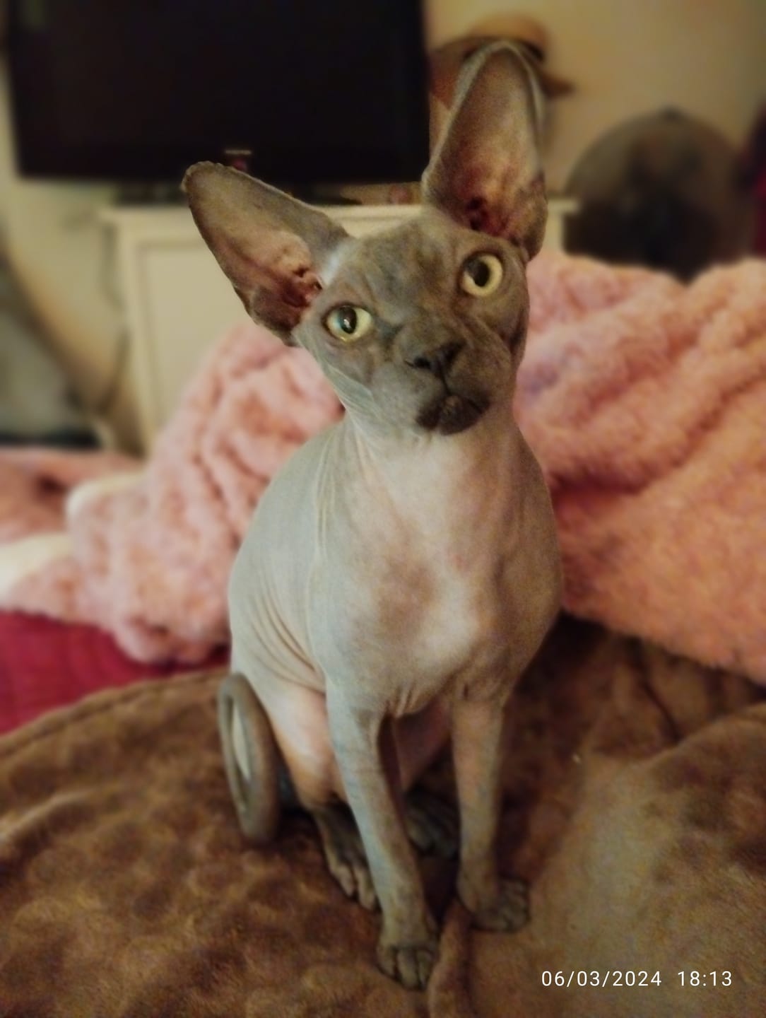 Customer photo review of Pâtées riches en bœuf & aux courgettes (chat stérilisé et chat adulte)