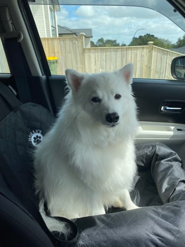Customer photo review of Car Seat Cover