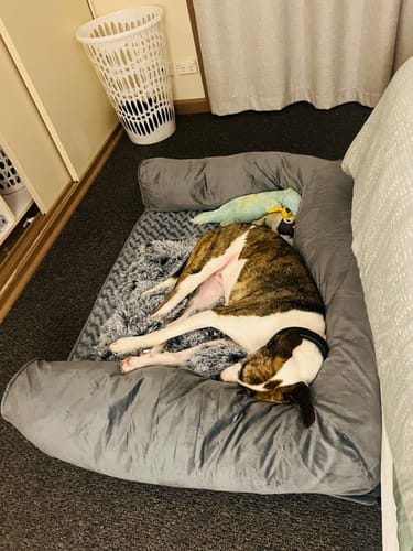 Customer photo review of PaWz Premium Pet Sofa Bed