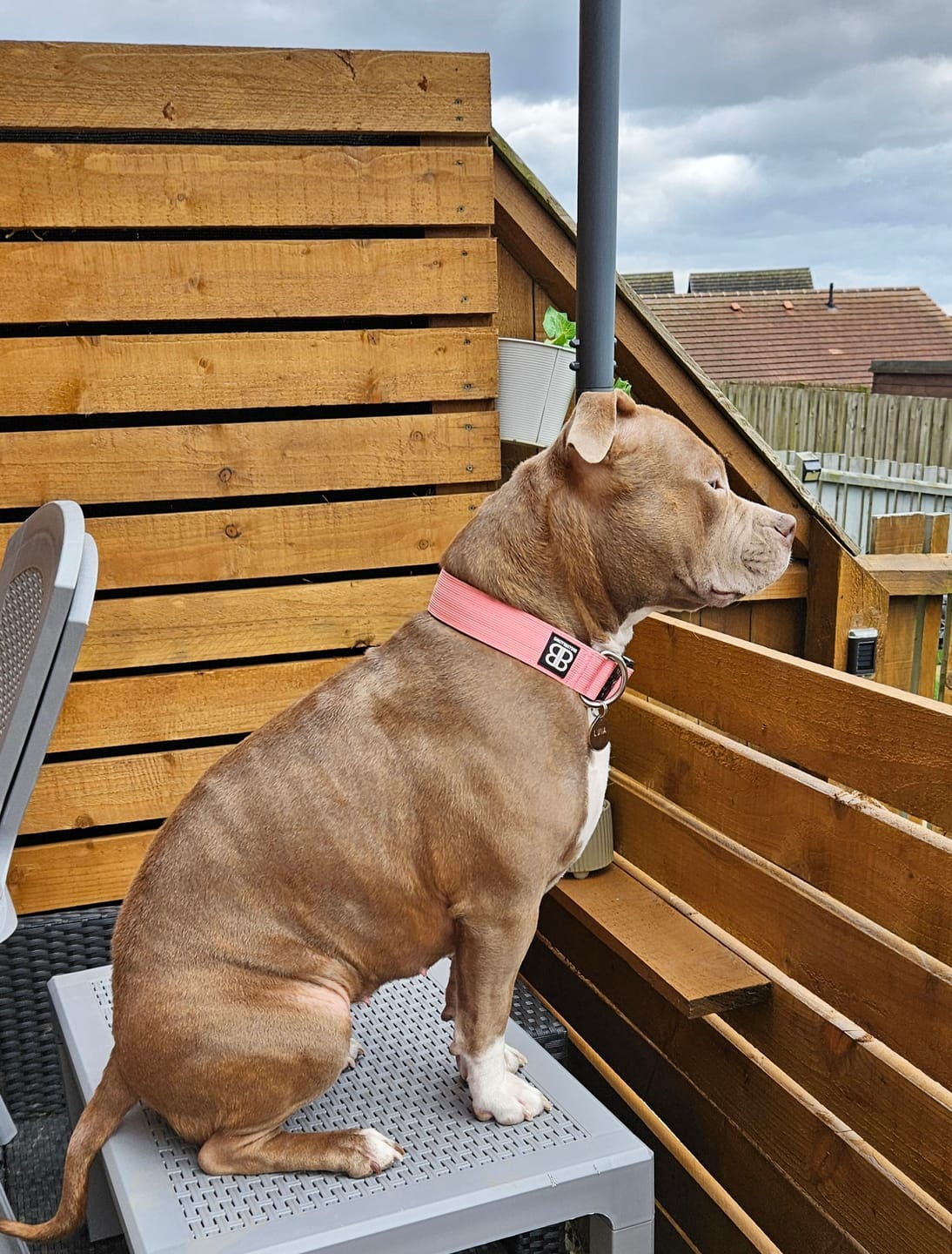 Customer photo review of 4cm Combat® Collar | Rated Clip - NO HANDLE - Pink v2.0