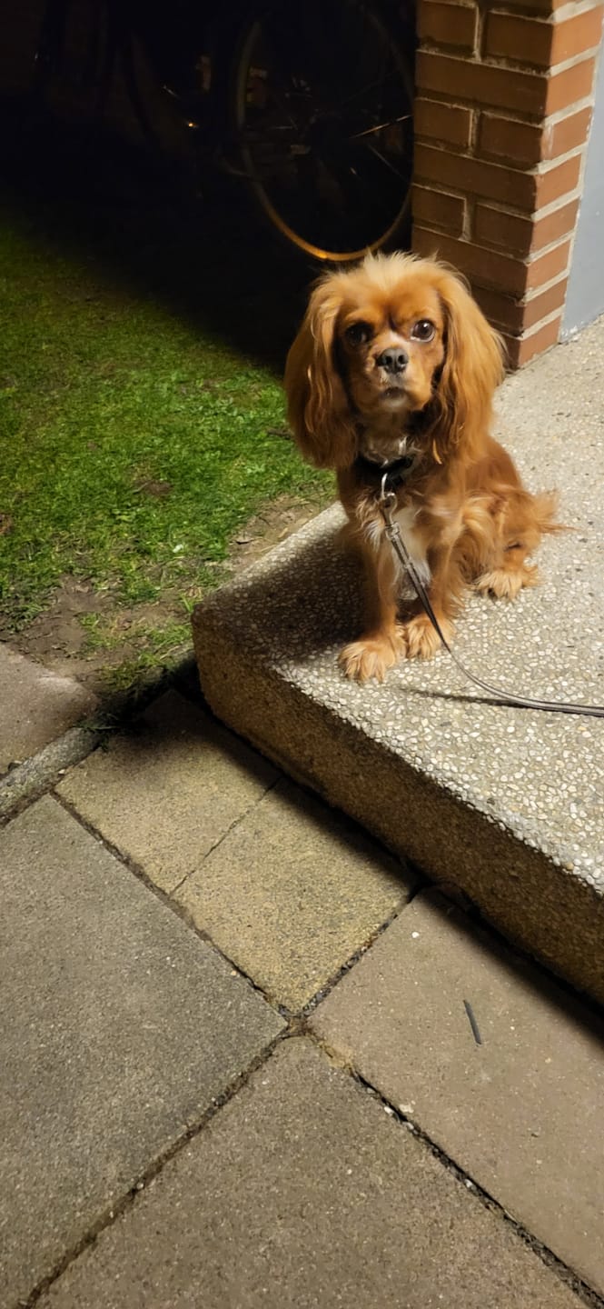 Customer photo review of DNA Test Rassebestimmung Basic Hund