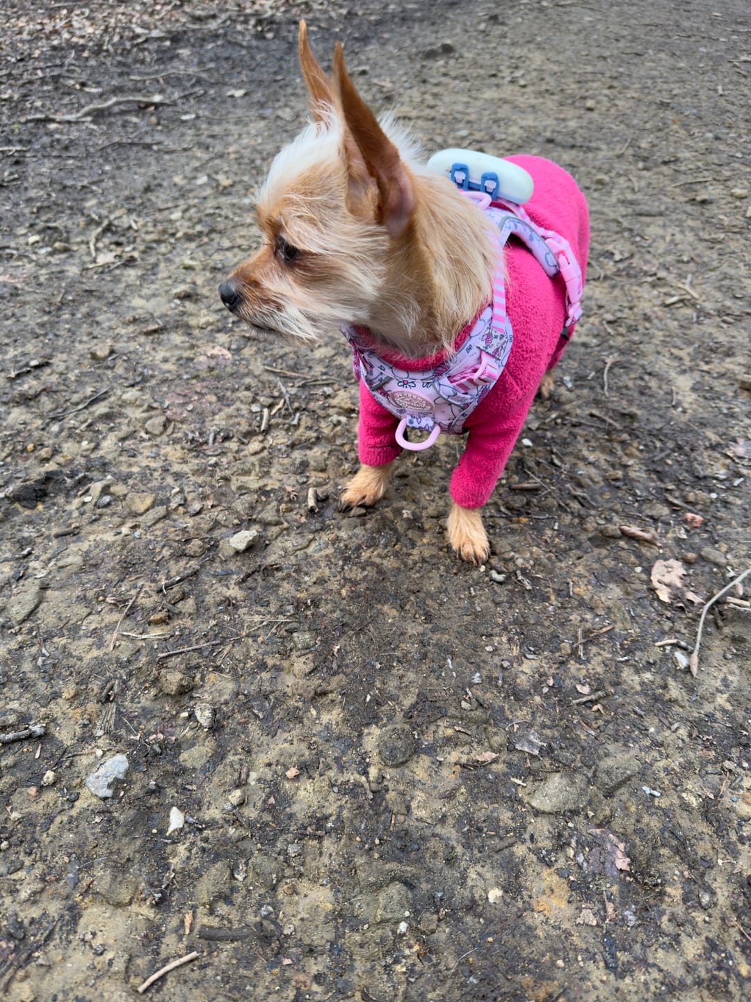 Customer photo review of Tough Trails™ Harness - Piglet