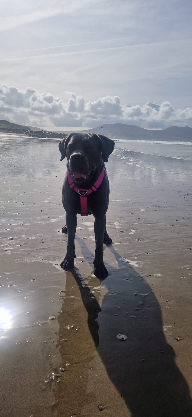 Customer photo review of TRI-Harness® | Anti-Pull, Adjustable & Durable - Dog Trainers Choice - Magenta v2.0