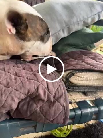 Customer video review of Goat Horn with Marrow