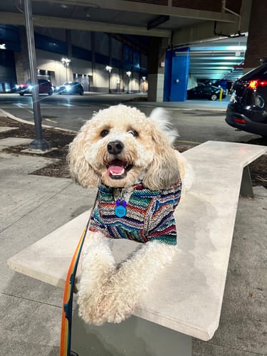 Customer photo review of Playa Poncho - Surprise Color