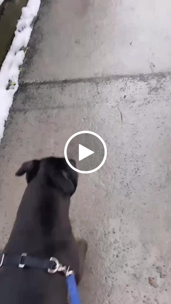 Customer video review of WALK-EASY™ Extra Strength Natural Pain Relief for Dogs - Helps Dog Joint Pain, Arthritis, ACL, Limping and More