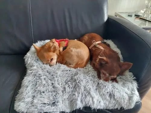 Customer photo review of Couch Pillow