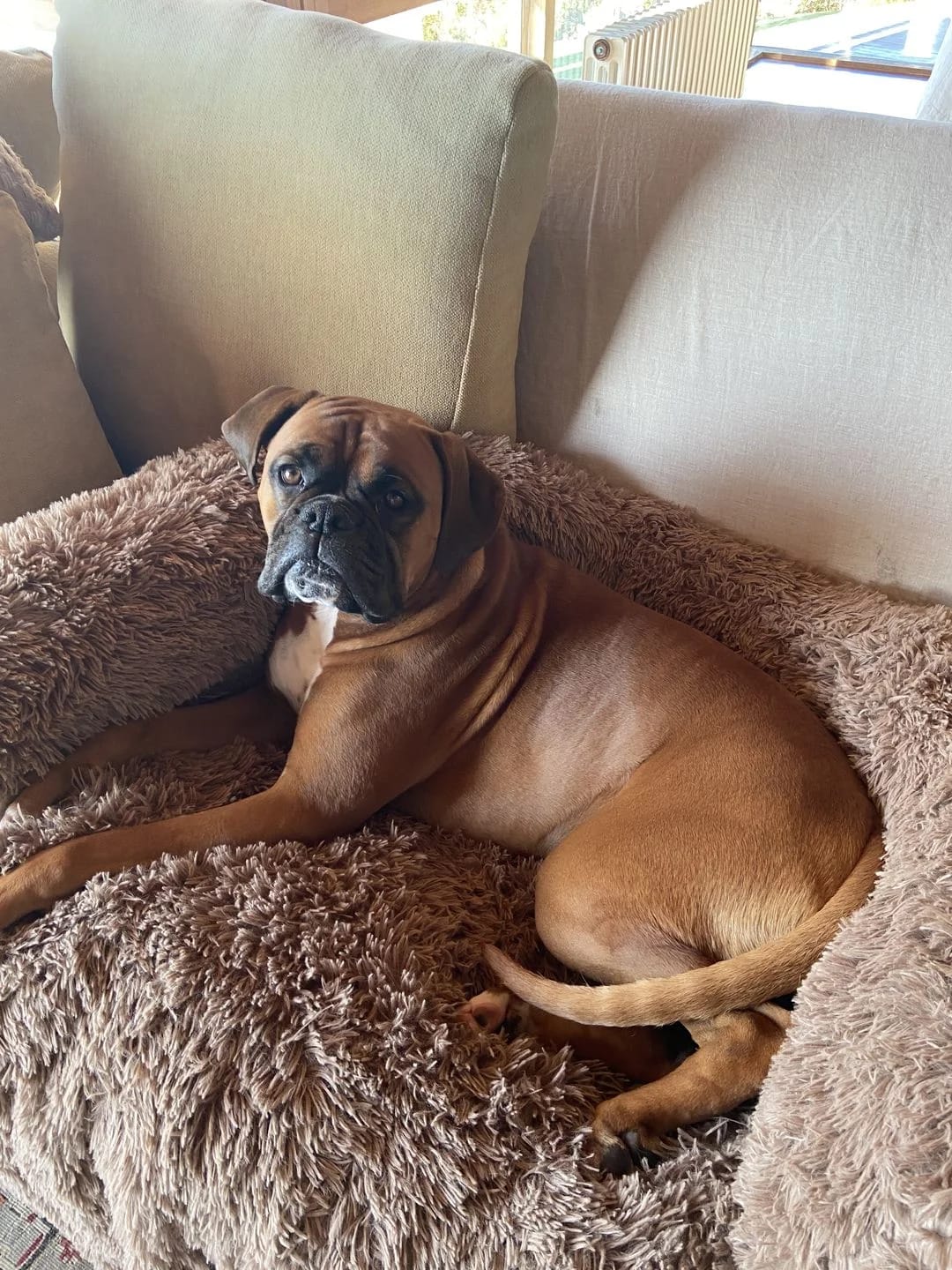 Customer photo review of Couch Pillow