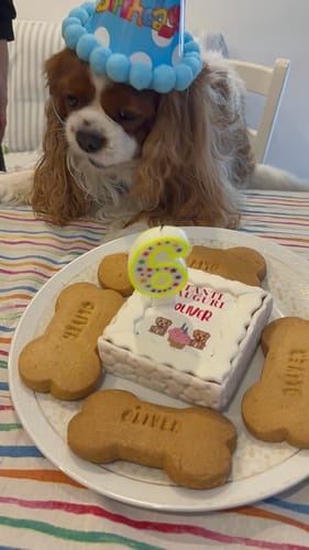 Customer photo review of ColomBau | Colomba Pasquale Per Cani