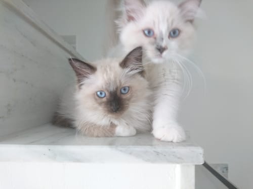 Avis photo d'un client sur Pâtée Chat Stérilisé Sans Céréales - Poulet