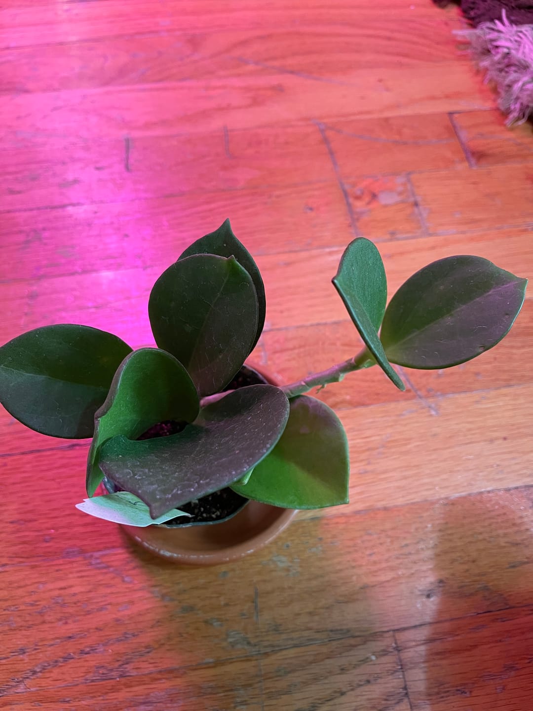 Customer photo review of Hoya pachyclada