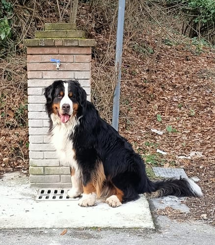 Customer photo review of ProtectionArtro+ 1200mg  Condroprotettore per Cani di taglia Media e Grande (Nuova Formulazione)