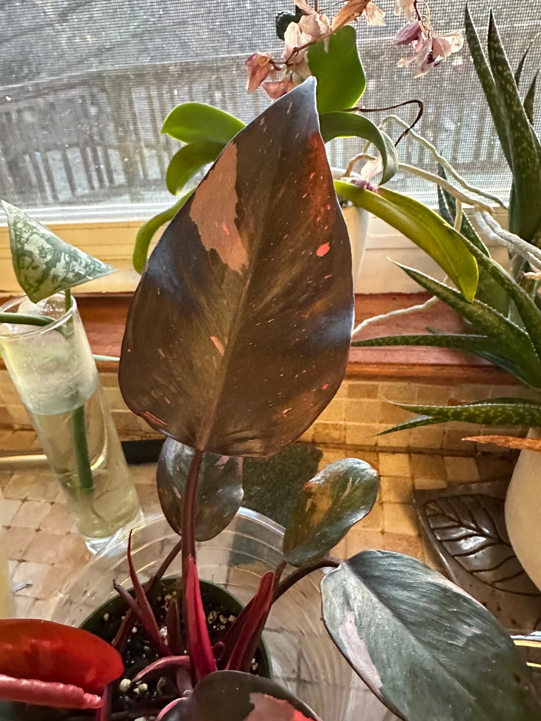 Customer photo review of Philodendron Pink Princess - 4"