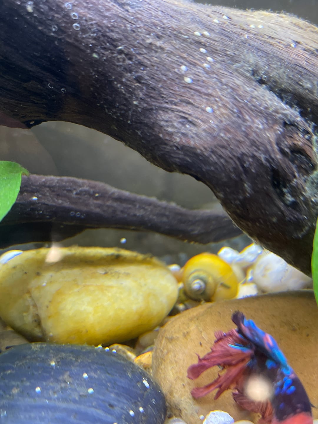 Customer photo review of Gold Mystery Snail