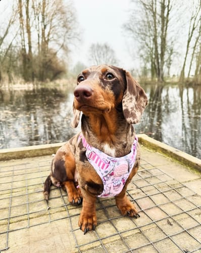 Customer photo review of Tough Trails™ Harness - Piglet