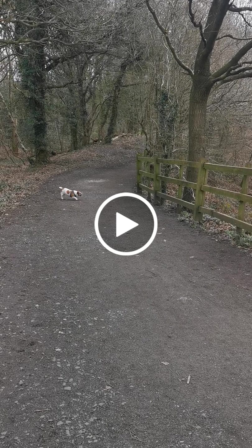 Customer video review of Comfort Step-in Dog Harness  | Reflective | Navy Blue