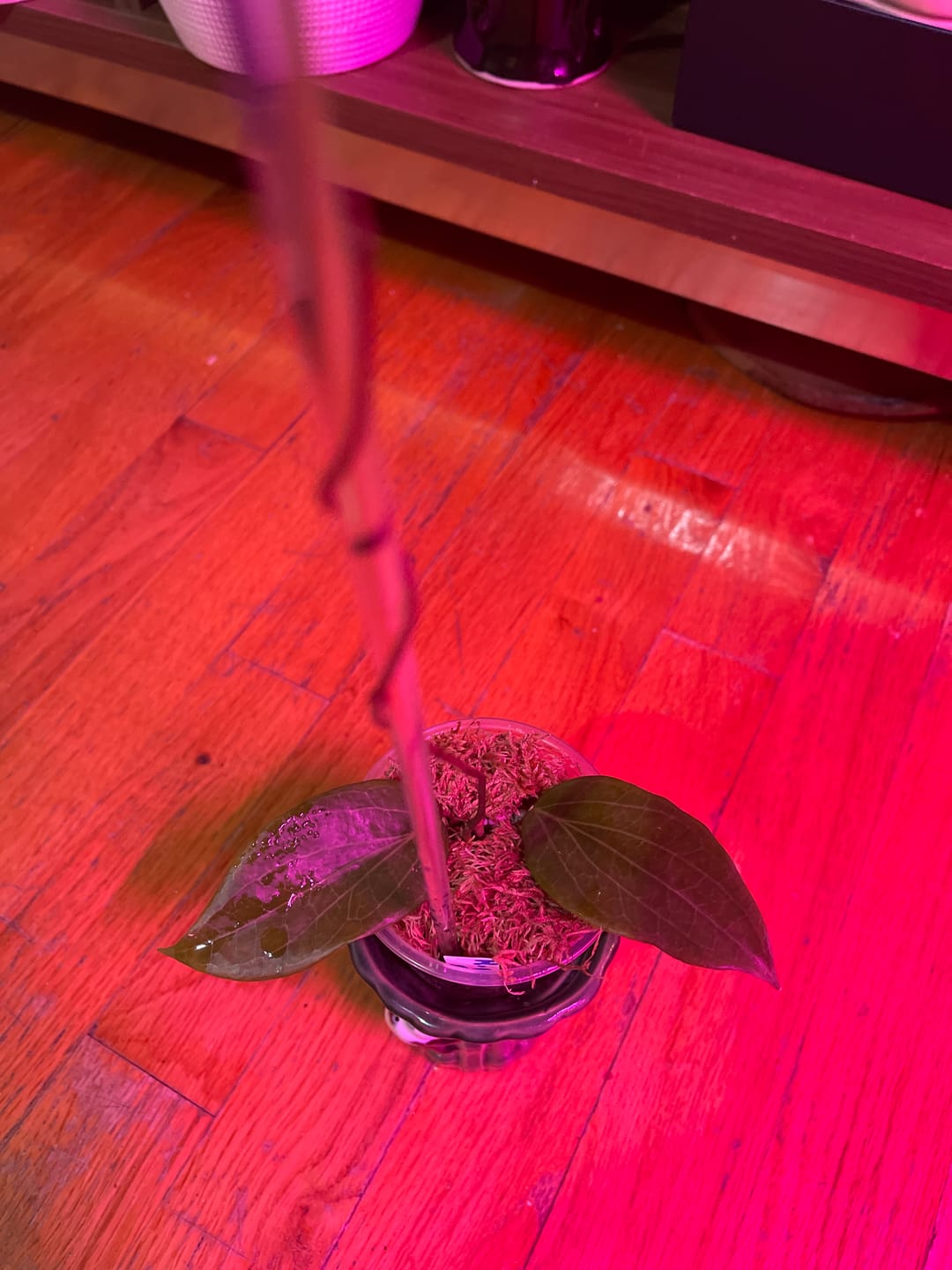 Customer photo review of Hoya cominsii