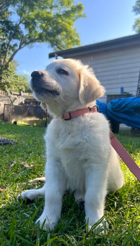 Customer photo review of Salmon Leash