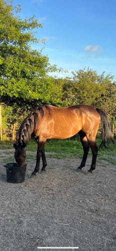 Customer photo review of Elite Equine Compete