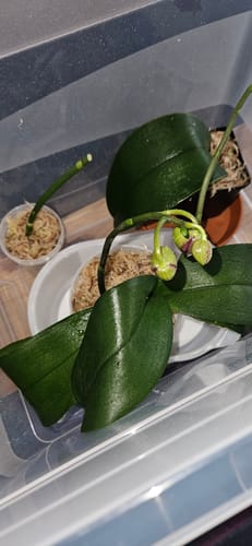 Customer photo review of Sphagnum Moos 5 Liter