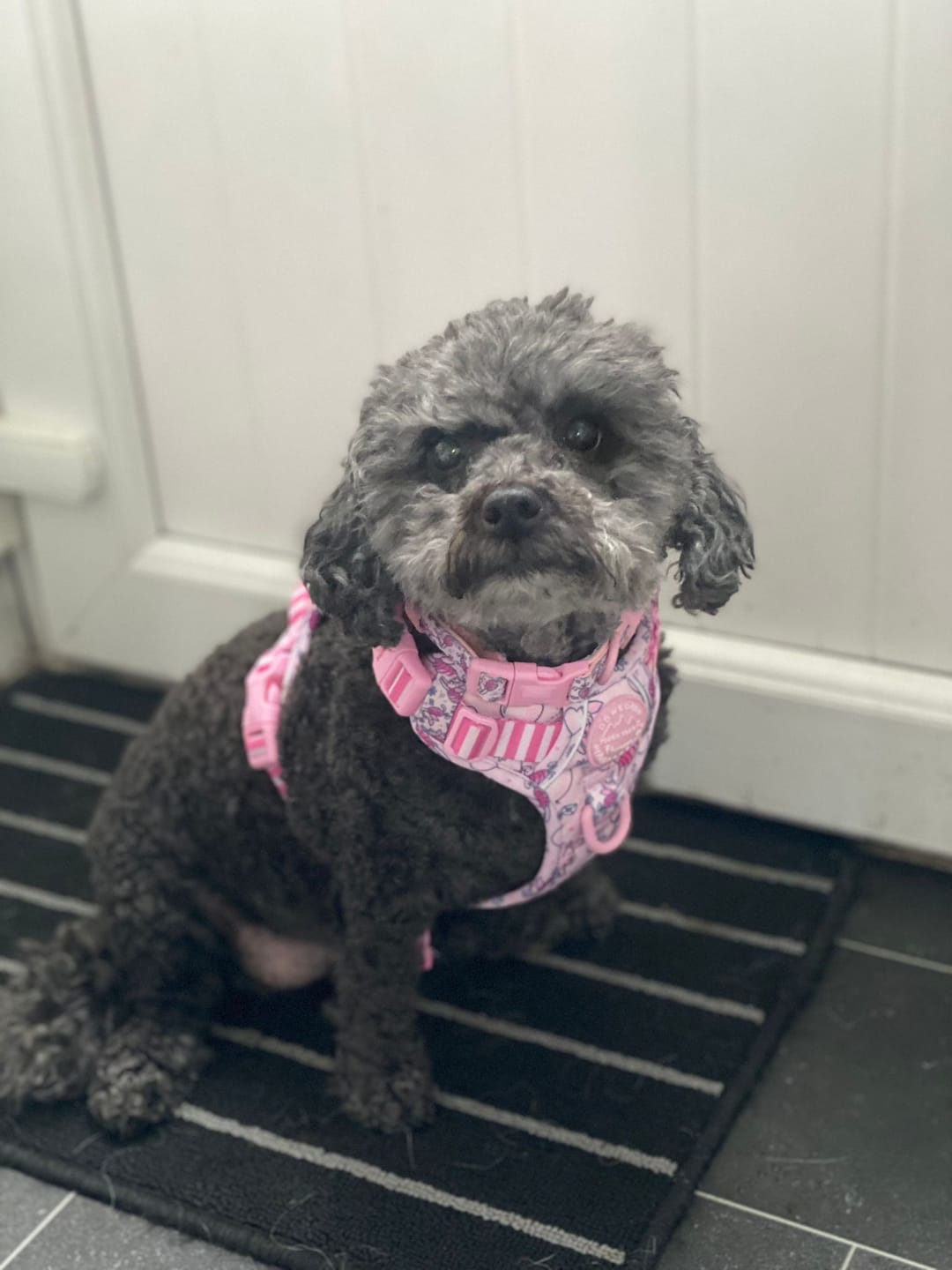 Customer photo review of Tough Trails™ Harness - Piglet