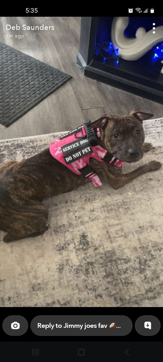 Customer photo review of Hook & Loop Patch Variety Bundle For Harness (Pack of 12)