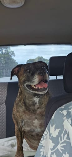 Customer photo review of DoggieBalm Manuka