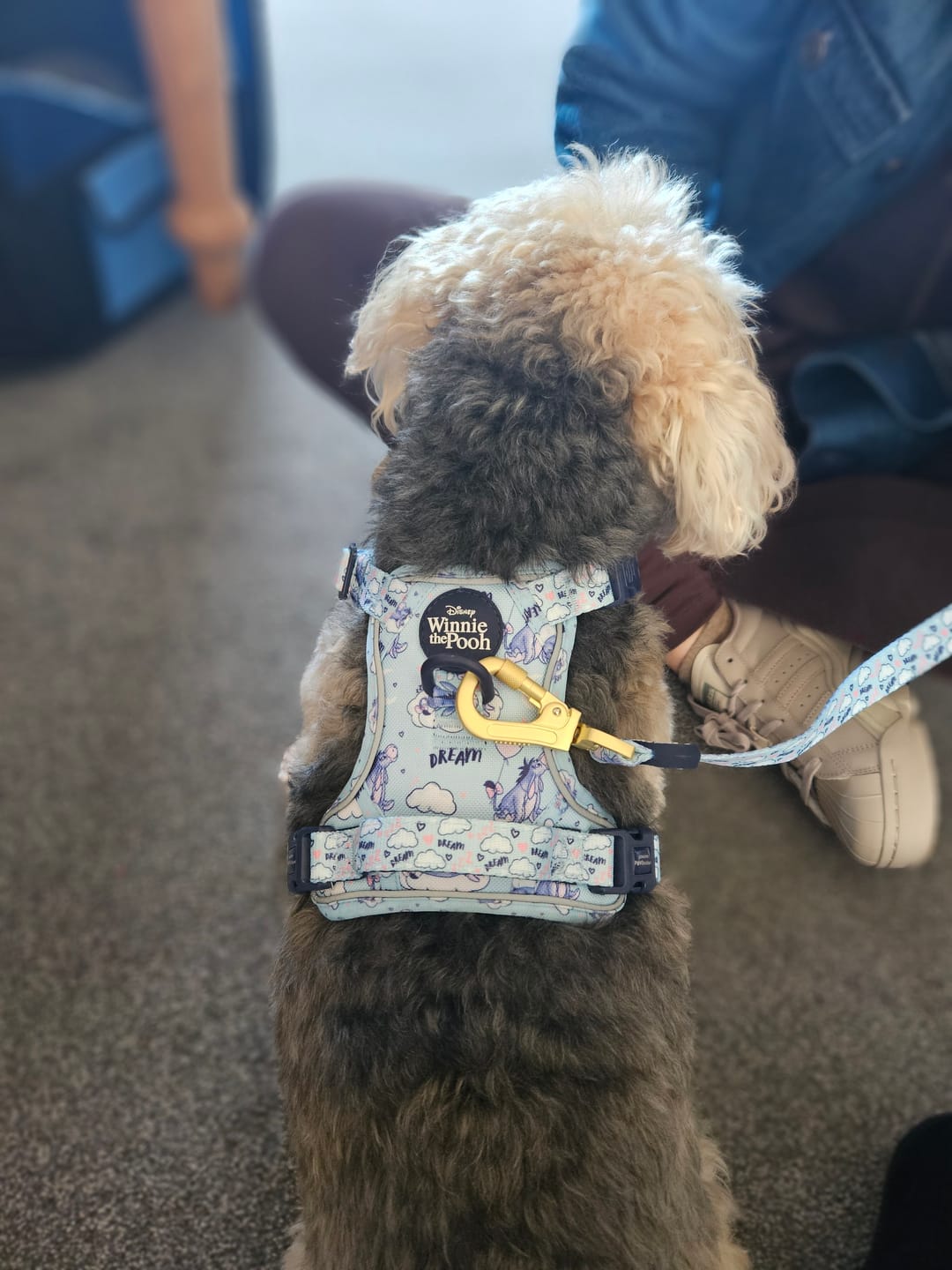 Customer photo review of Tough Trails™ Harness - Eeyore