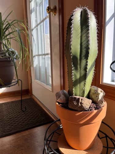 Customer photo review of Mexican Fence Post | Stenocereus Marginatus