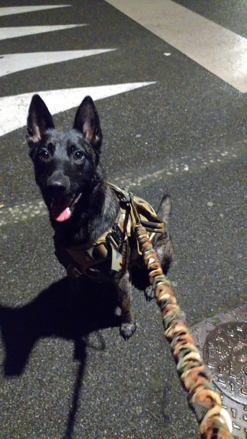 Customer photo review of Harnais chien militaire