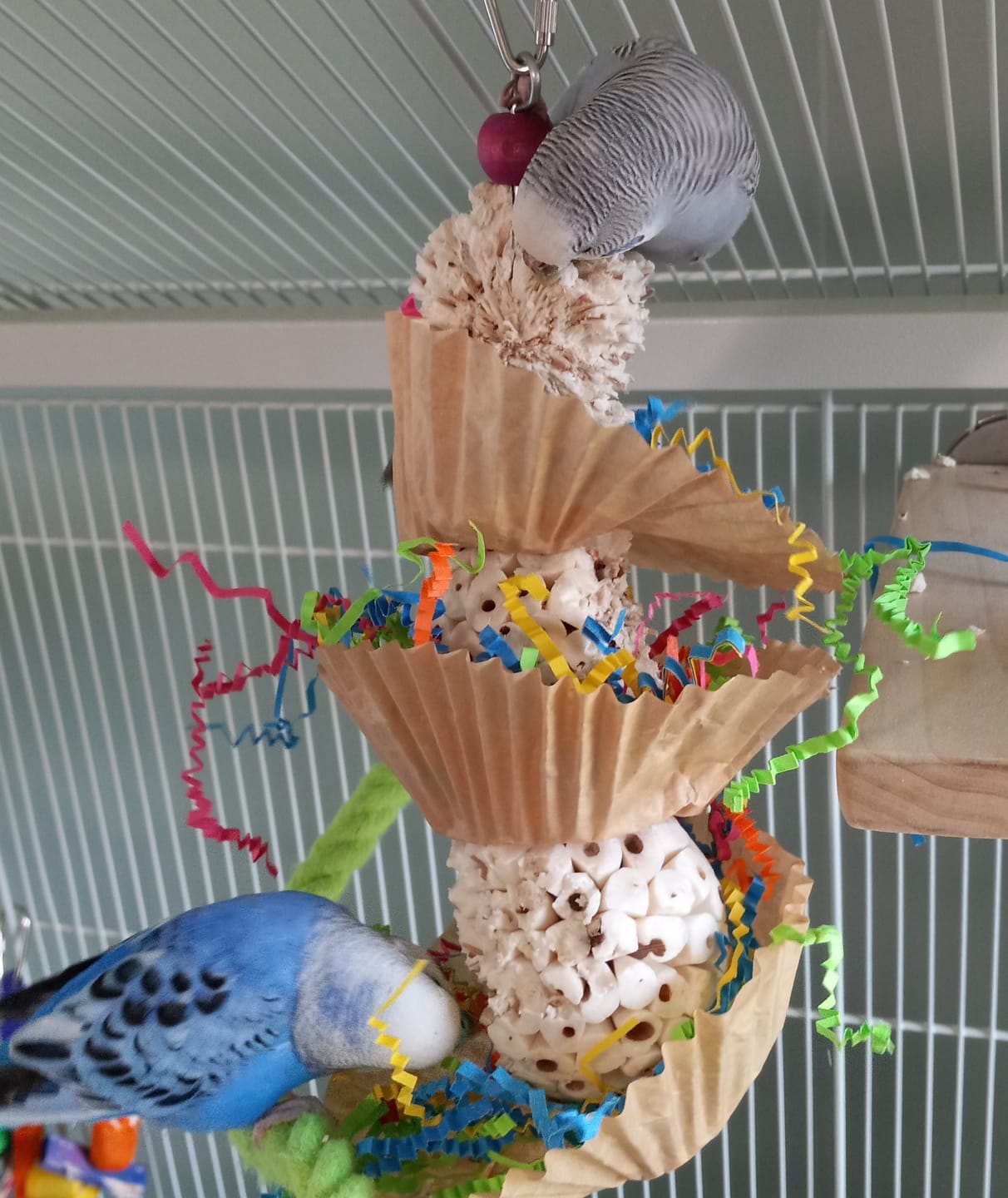 Customer photo review of Triple Scoop - Cheep Thrills Bird Toys