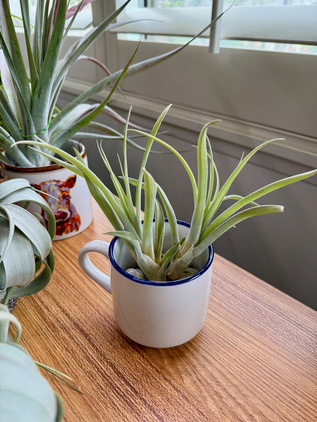 Customer photo review of X Betty  (xerographica x brachycaulos)  *Cannot Be Shipped Internationally*