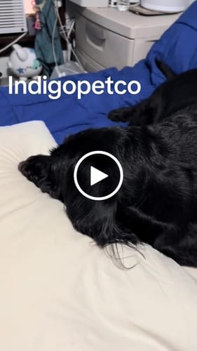 Customer video review of Reusable Sticky Roller