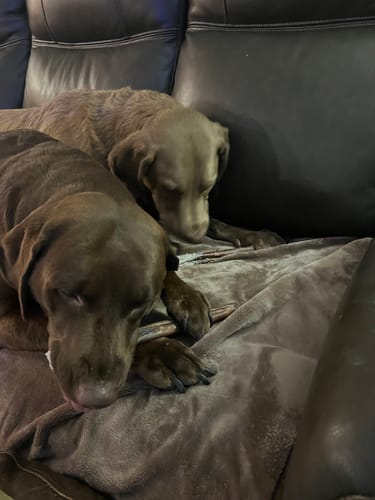 Customer photo review of 12" Jumbo Bully Stick