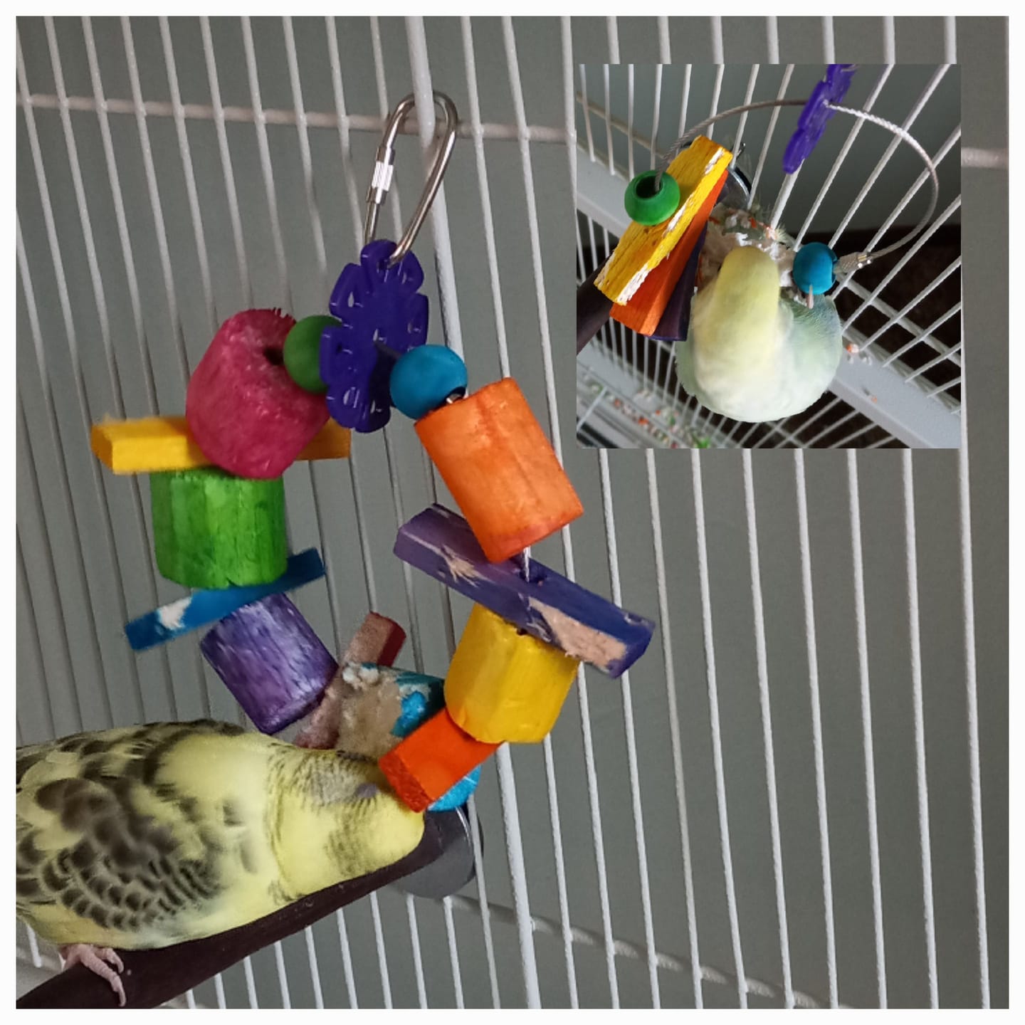 Customer photo review of Sola Balsa Ring by Super Bird Creations