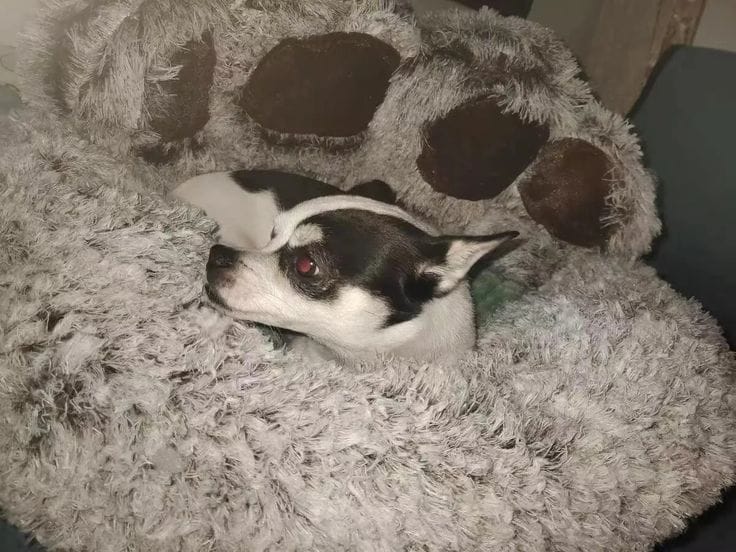 Customer photo review of Fluffy Paw