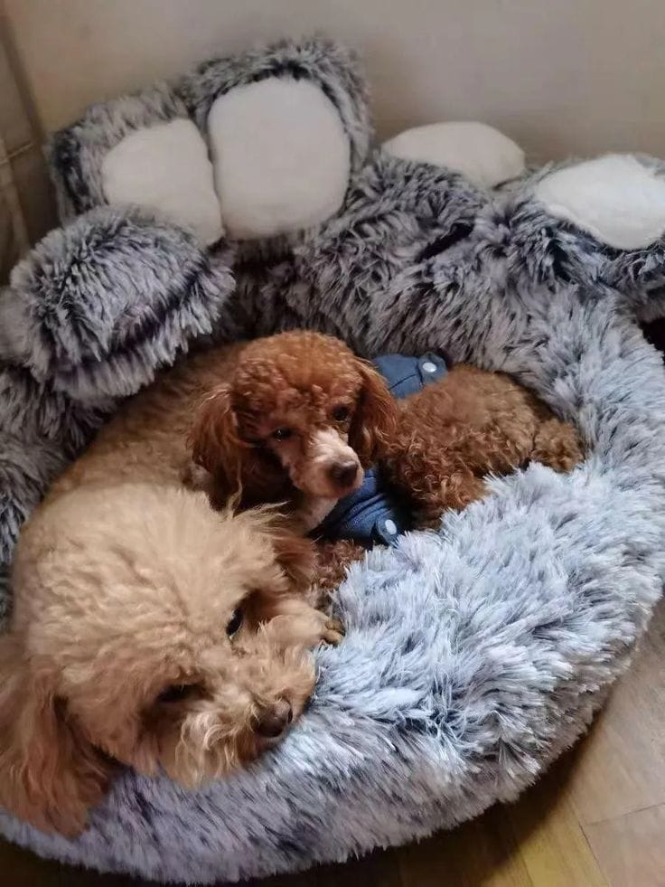 Customer photo review of Fluffy Paw