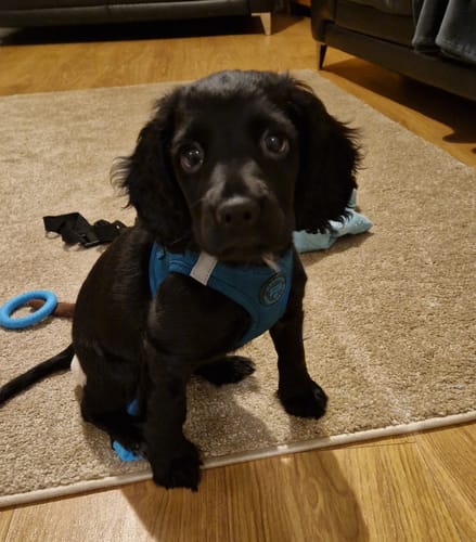 Customer photo review of Pawsome Pup Harness - Emerald