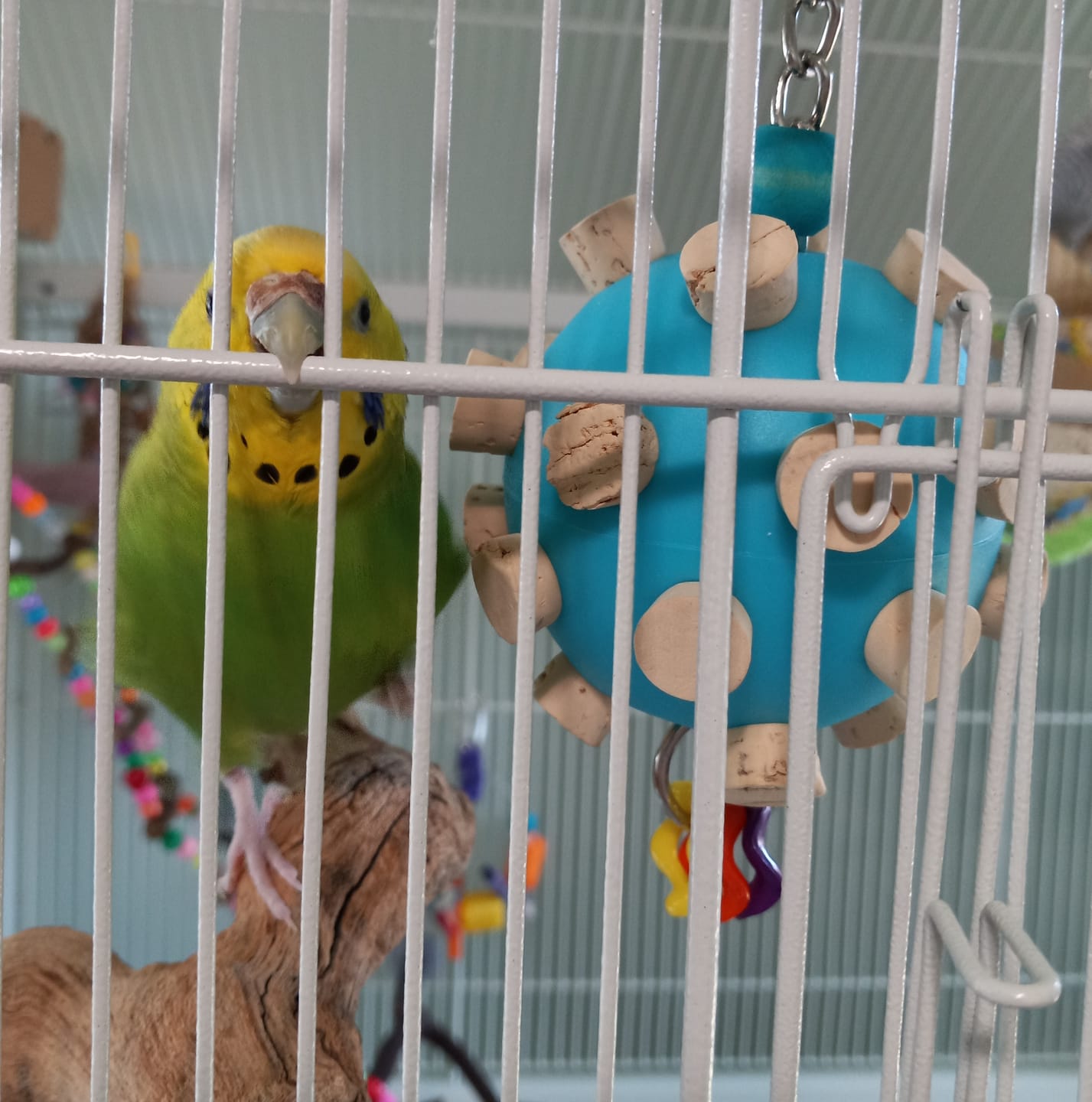 Customer photo review of Quirky Corky by Cheep Thrills Bird Toys