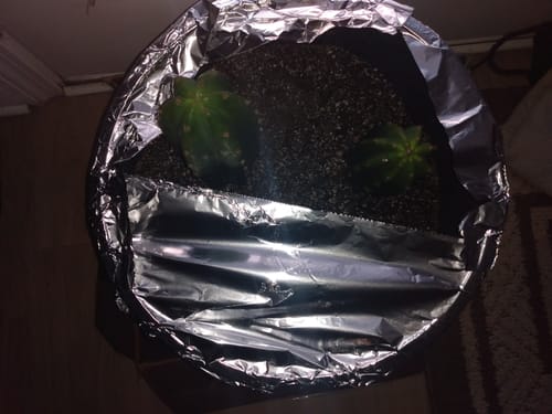 Customer photo review of San Pedro Cactus | Bulk Cutting Packs | Echinopsis (Trichocereus) Pachanoi