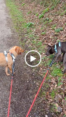 Customer video review of Trail & Glow® Dog Harness - Ditsy Dalmatian