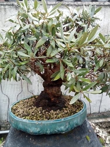 Customer photo review of SUBSTRATO PROFESSIONALE PER CADUCIFOGLIE E LATIFOGLIE CB®