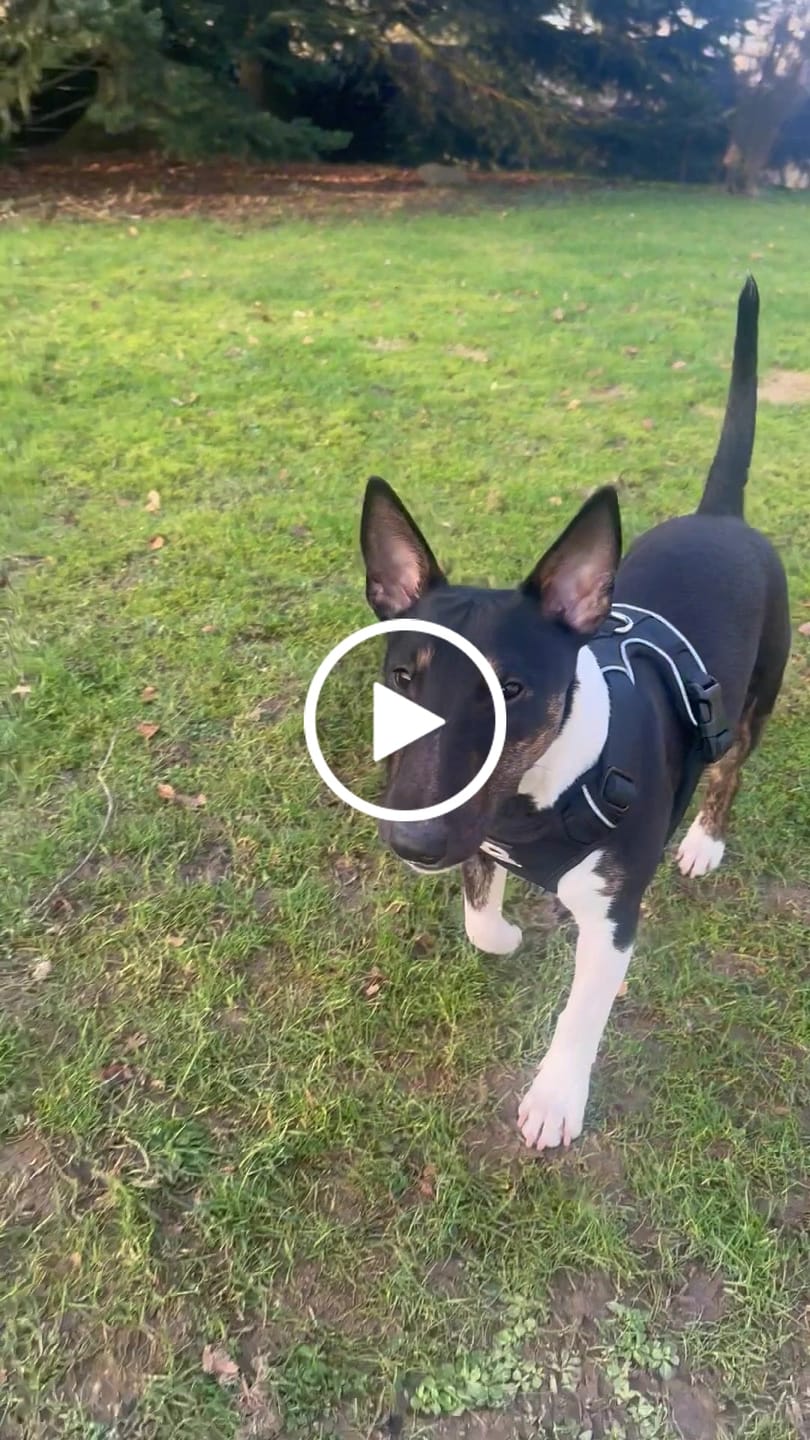 Customer video review of Premium Comfort Harness | Non Restrictive & Adjustable - Black v2.0