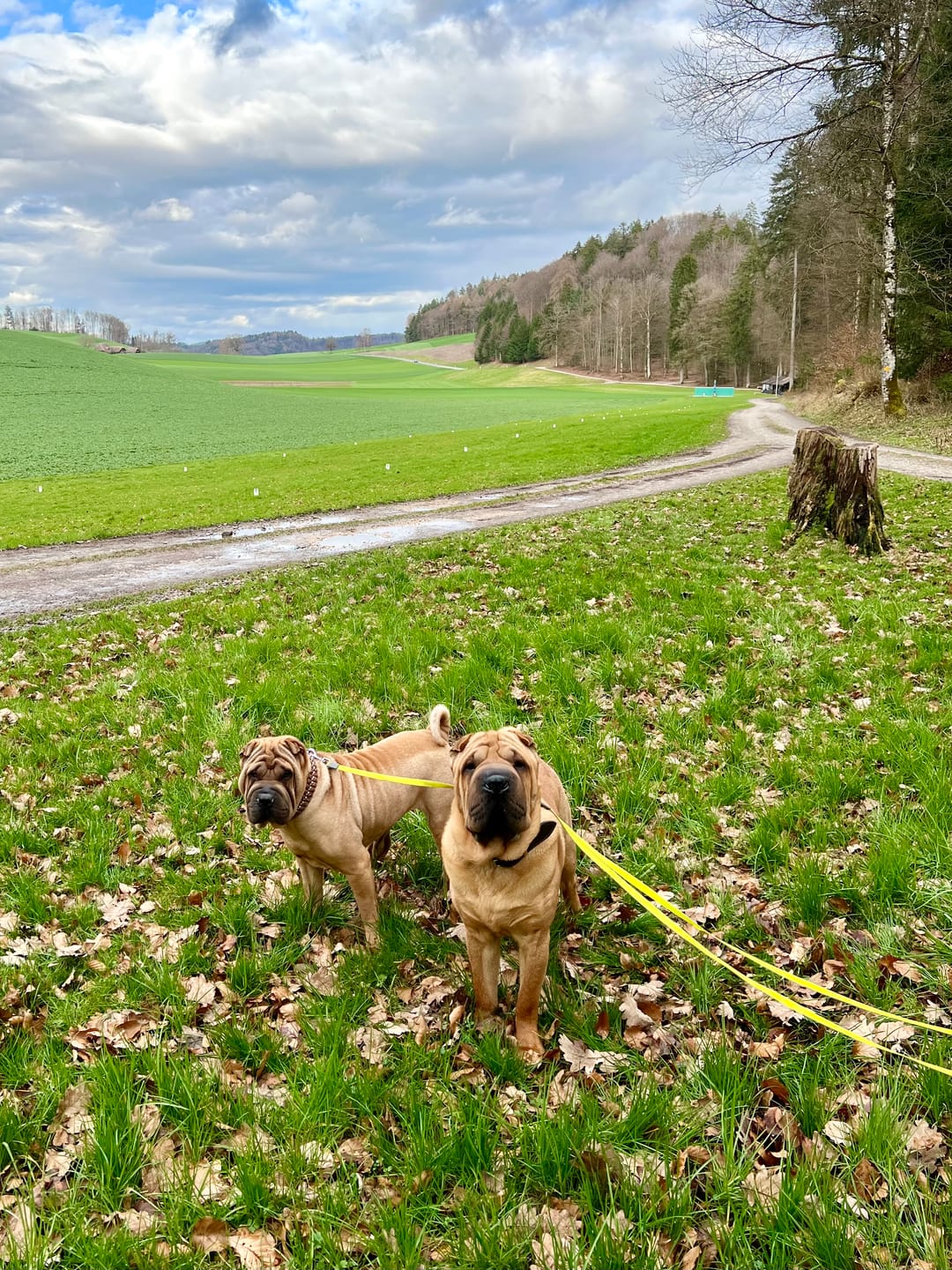 Customer photo review of Lamm gemischt 500g ab pro Wurst nur 9.70.-  "Tiefgekühlt"